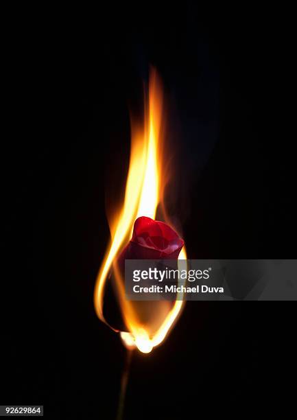 studio shot of a red rose on fire  - burning rose stock pictures, royalty-free photos & images