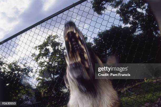 a barking german shepherd in front of a fence - german shepherd teeth stock pictures, royalty-free photos & images