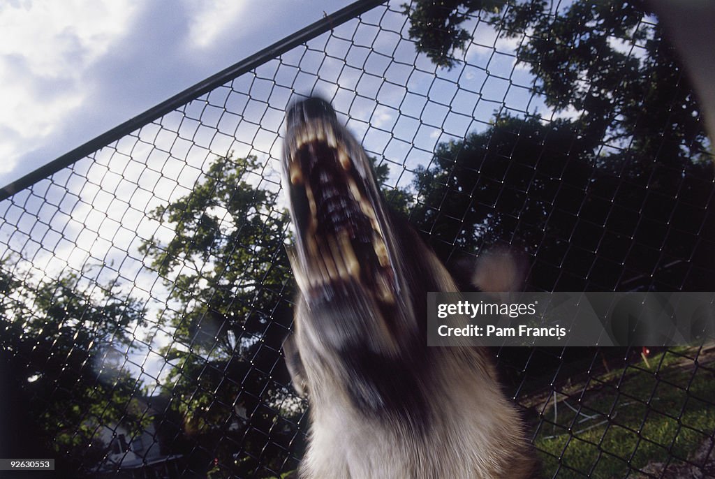 A Barking German Shepherd In Front Of A Fence