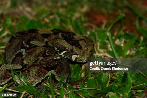 rhinoceros viper (bitis nasicornis). - rhinoceros viper stock pictures, royalty-free photos & images