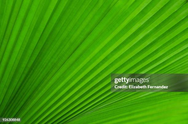 palm leaf - saw palmetto stock pictures, royalty-free photos & images