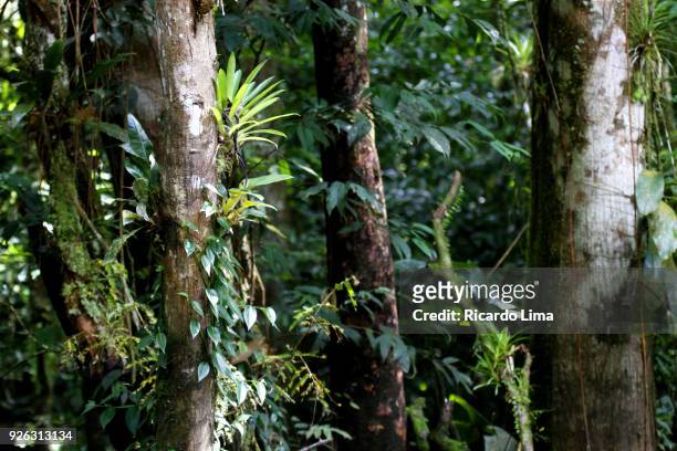 amazon rainforest - jungle amazon stock-fotos und bilder