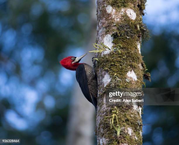 ubatuba, sao paulo, brazil - alex saberi stock pictures, royalty-free photos & images