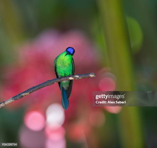 serra do mar national park, ubatuba, sao paulo, brazil - alex saberi - fotografias e filmes do acervo