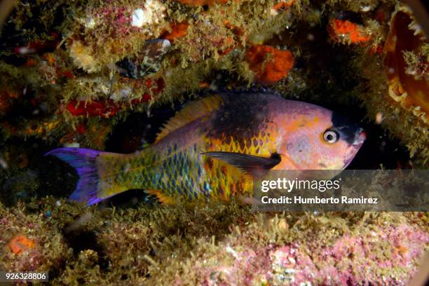 sleeping creole wrasse. - creole wrasse stock pictures, royalty-free photos & images