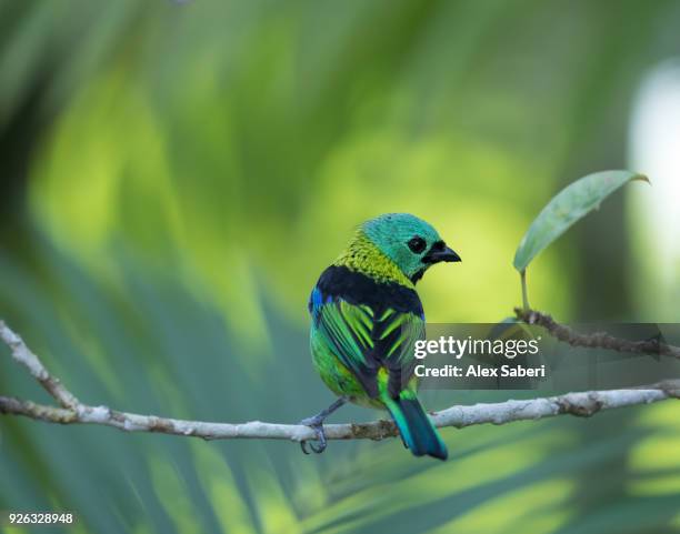 serra do mar national park, ubatuba, sao paulo, brazil. - alex saberi - fotografias e filmes do acervo