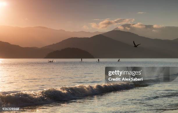 ubatuba, sao paulo, brazil - alex saberi - fotografias e filmes do acervo