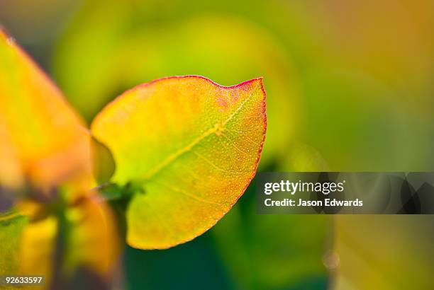 kinglake national park, victoria, australia - osmosis stock pictures, royalty-free photos & images