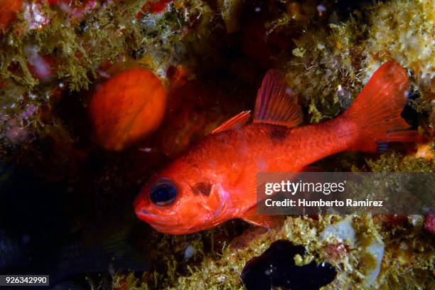 sleeping flamefish. - cardinalfish stock pictures, royalty-free photos & images