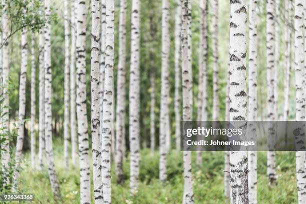 birch forest - birch tree bildbanksfoton och bilder