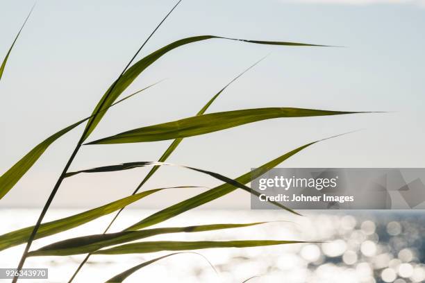 grass, close-up - lake vanern stock pictures, royalty-free photos & images