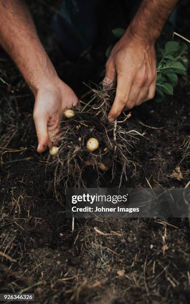 digging up potatoes - soil roots stock pictures, royalty-free photos & images