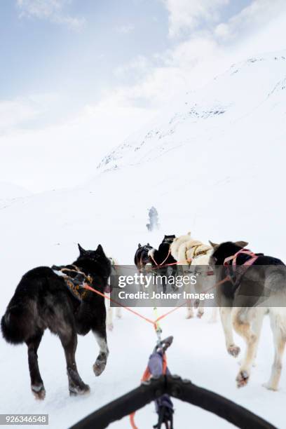 dogs pulling sleigh - svalbard islands stock pictures, royalty-free photos & images