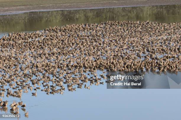 flock of plumed whistling ducks - dendrocygna stock pictures, royalty-free photos & images