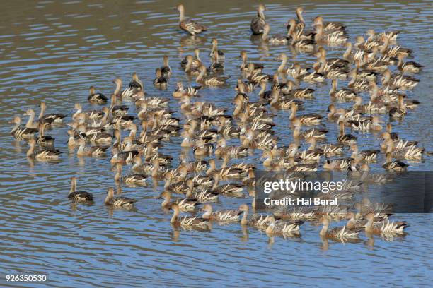 flock of plumed whistling ducks - dendrocygna stock pictures, royalty-free photos & images