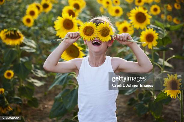 a child in a sunflower field. - sonnenblume stock-fotos und bilder