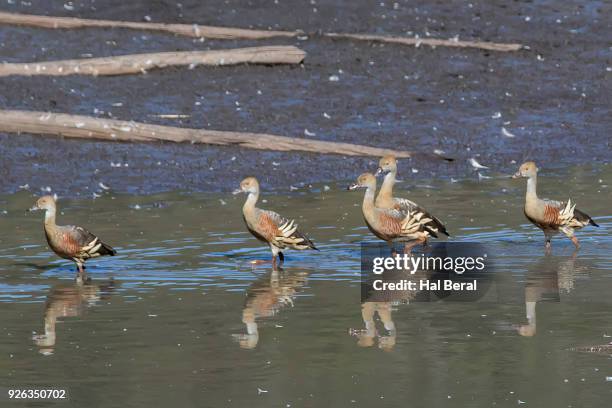 plumed whistling ducks wading - dendrocygna stock pictures, royalty-free photos & images