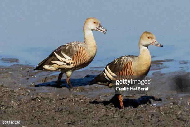 pair of plumed whistling ducks - dendrocygna stock pictures, royalty-free photos & images