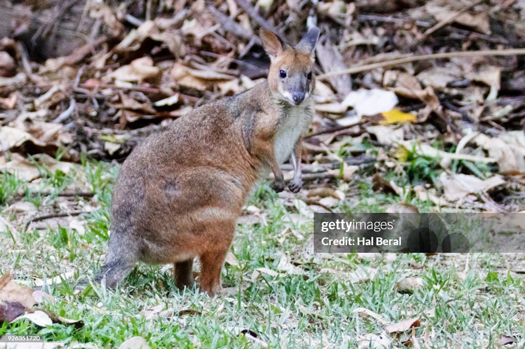 Red-Legged Pademelon
