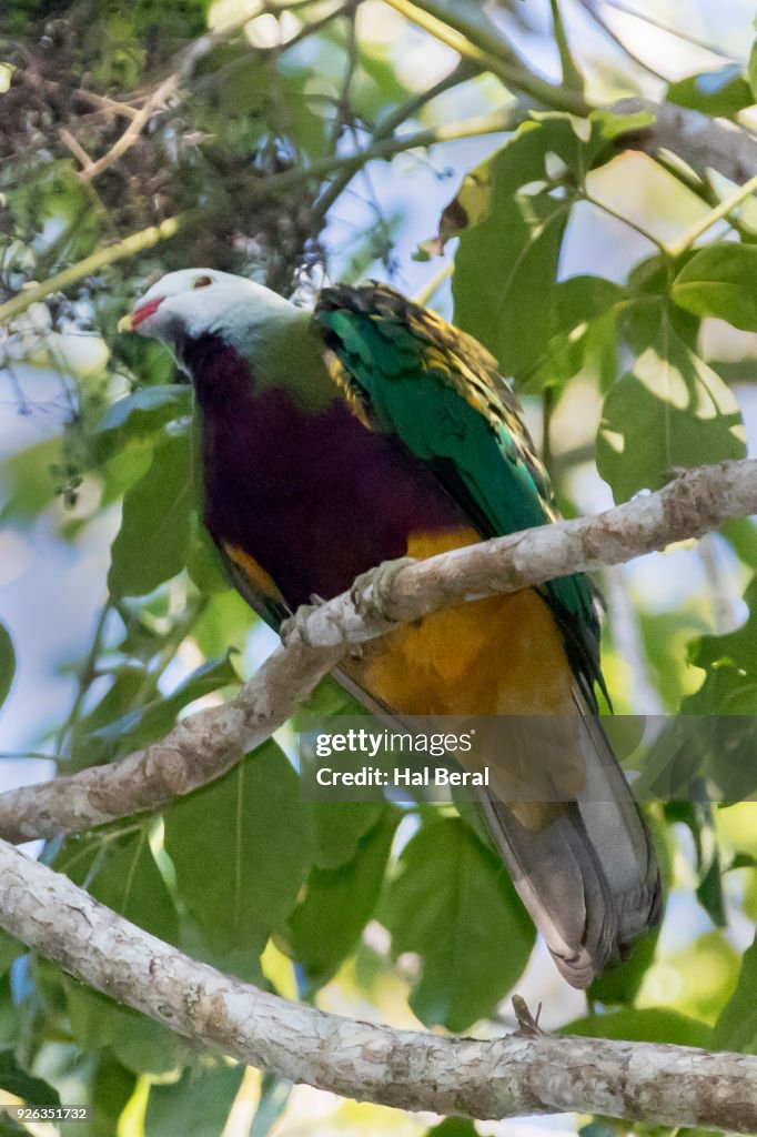 Wompoo Fruit-Dove