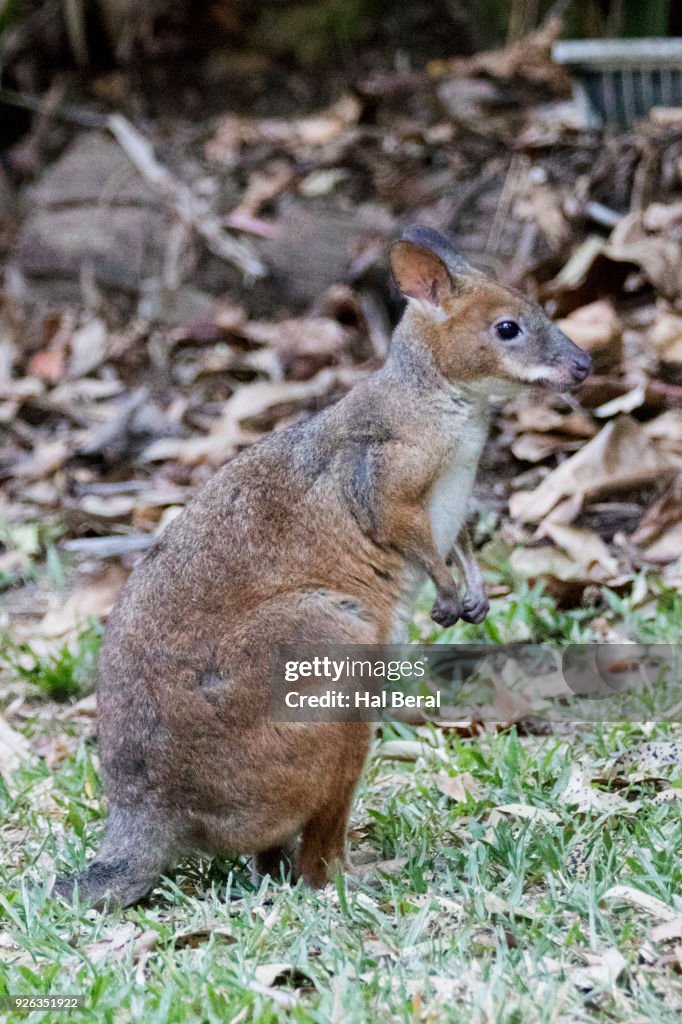 Red-Legged Pademelon