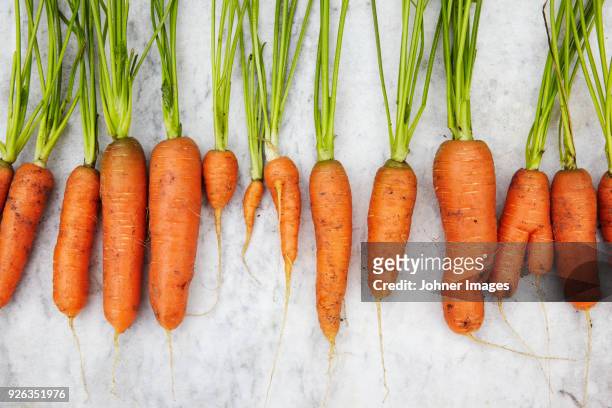 row of carrots - imbalance stock pictures, royalty-free photos & images