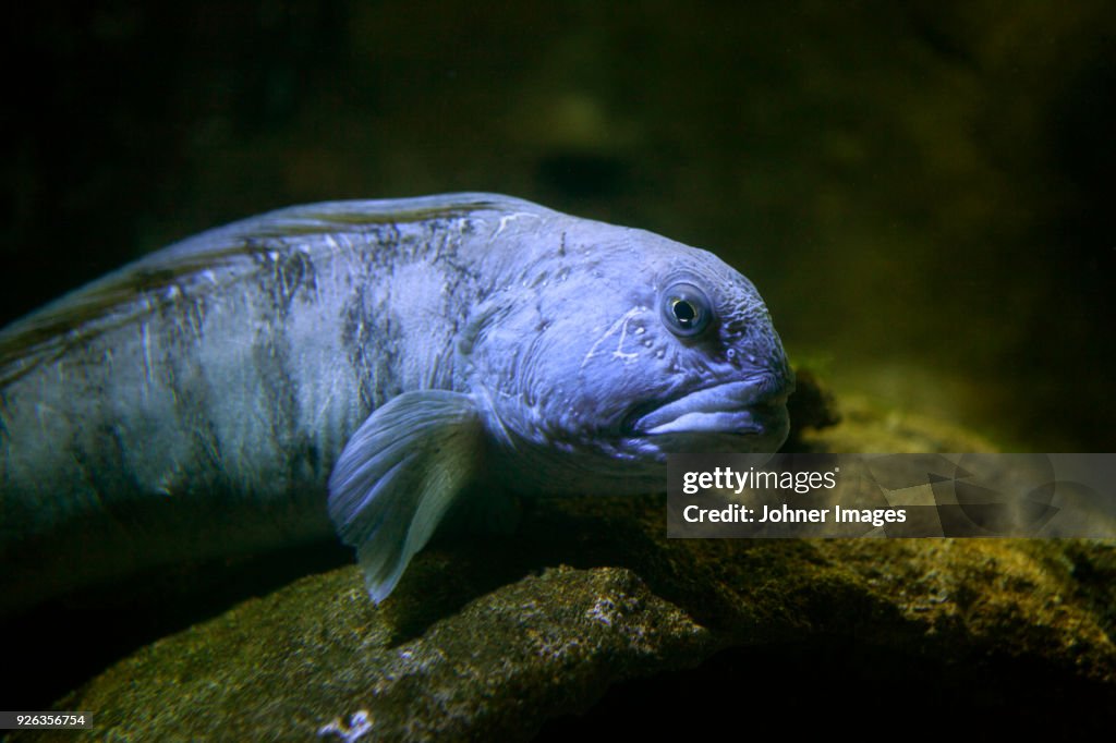Catfish