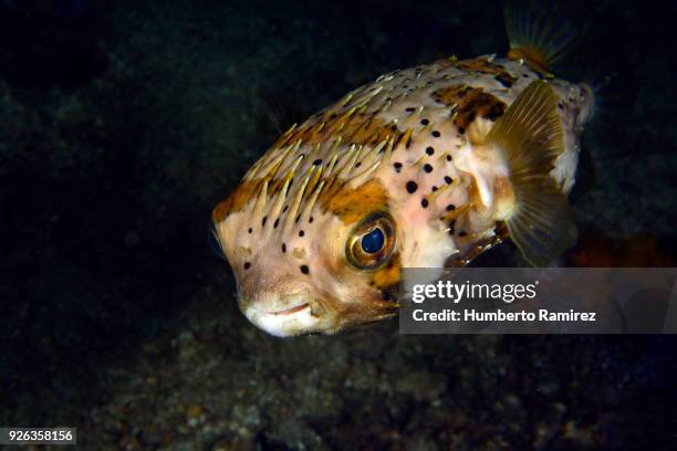balloonfish. - puffer fish stock pictures, royalty-free photos & images