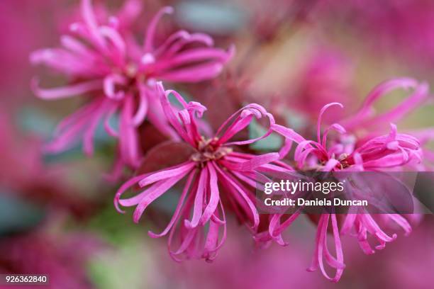 loropetalum bush in full bloom - stenbräckeordningen bildbanksfoton och bilder