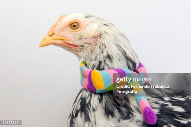 hen with colored scarf - hens party stock pictures, royalty-free photos & images