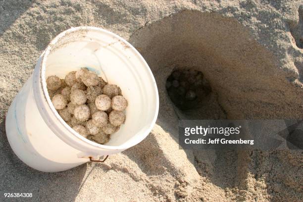 Bucket that contains loggerhead sea turtle eggs next to a nest on a busy public beach, the eggs will be incubated & the hatchlings will be released...