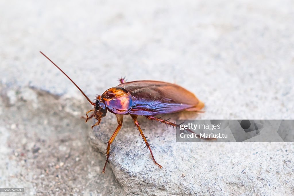 Cockroach, winged adult