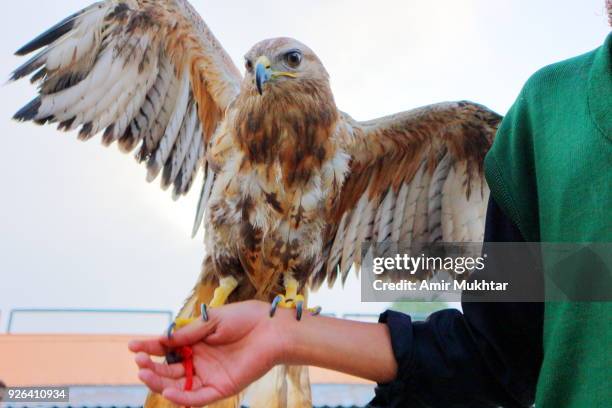eagle sitting on human hand - animal related occupation stock pictures, royalty-free photos & images