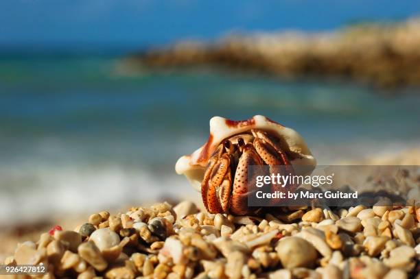 hermit crab (paguroidea), runaway bay, jamaica - hermit crab stock pictures, royalty-free photos & images