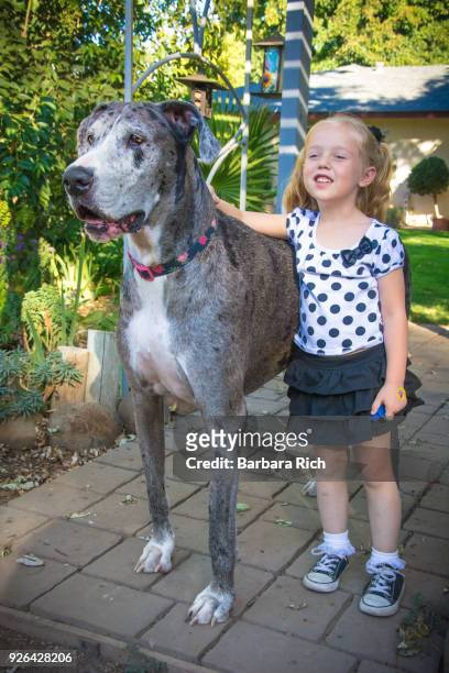 smiling young girl in polka dots standing next to large great dane holding on to collar - barbara tag fotografías e imágenes de stock