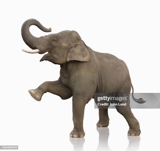 elephant standing on white lifting one leg - elephant photos et images de collection