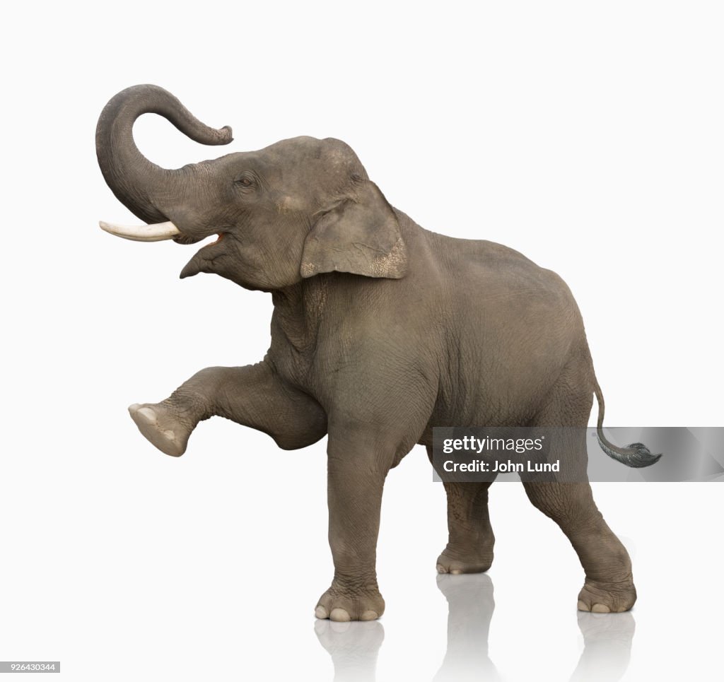 Elephant Standing On White Lifting One Leg