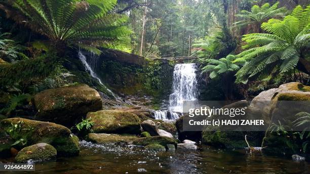 a waterfall in a tasmanian rainforest - tasmania landscape stock pictures, royalty-free photos & images