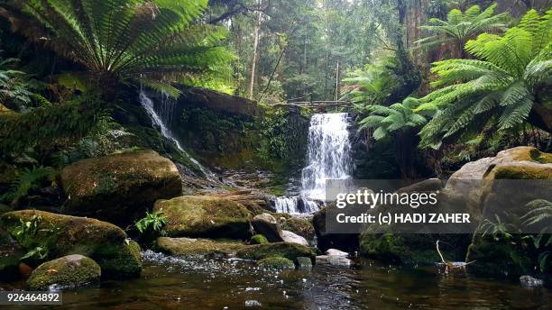 a waterfall in a tasmanian rainforest - wilderness stock pictures, royalty-free photos & images