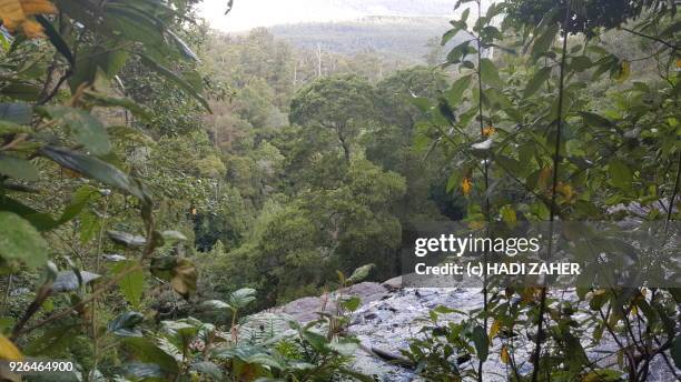 a stream and waterfall in tasmanian rainforest - tasmanian wilderness stock pictures, royalty-free photos & images