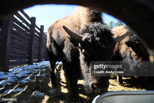 Bison Ranch Images Bison Ranch Photos and Premium High Res Pictures - Getty Images