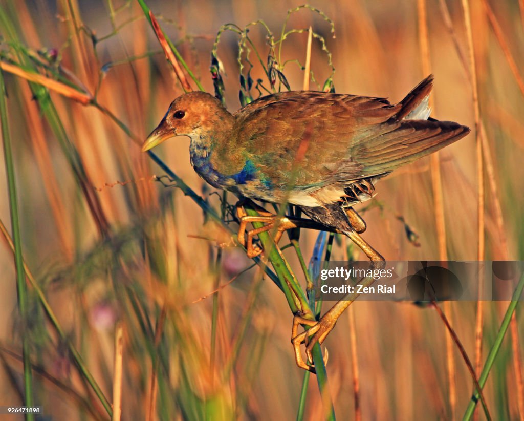 An immature Purple Gallinule (Porphyrio martinicus) perching on Fire flag plant (Thalia geniculata)