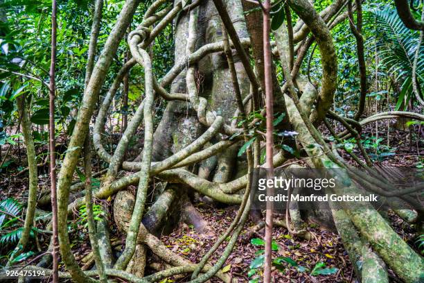 tangled lianas norfolk island botanical garden - liana stock pictures, royalty-free photos & images
