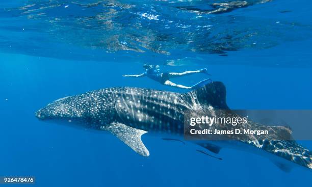 Shale sharks swimming at the surface of the ocean in Western Australia off Ningaloo Reef on April 1st 2012 in Western Australia