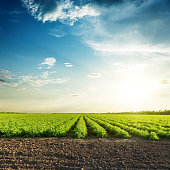 green agriculture fields and sunset in blue sky with clouds