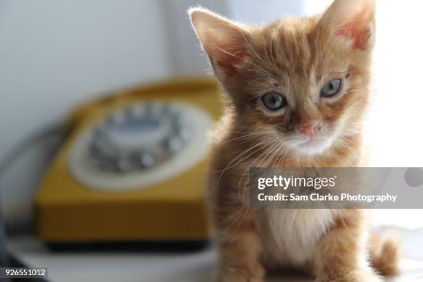 ginger kitten cat poses for her photos - hitchin foto e immagini stock