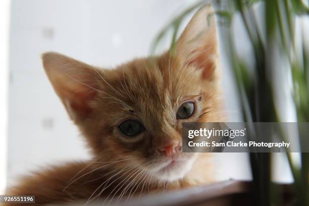 ginger kitten cat poses for her photos - hitchin foto e immagini stock