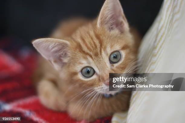 ginger kitten cat poses for her photos - hitchin foto e immagini stock