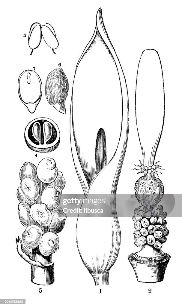 Botany plants antique engraving illustration: Arum maculatum