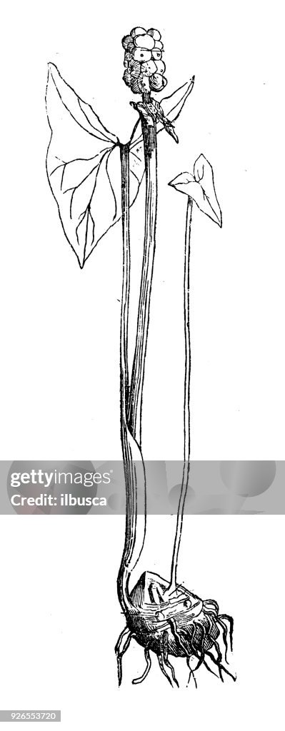 Botany plants antique engraving illustration: Arum maculatum